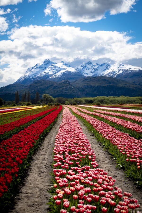 Trevelín, el pueblo galés donde la hora del té es el paraíso